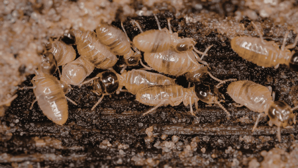 Does a termite swarm mean I have termites?