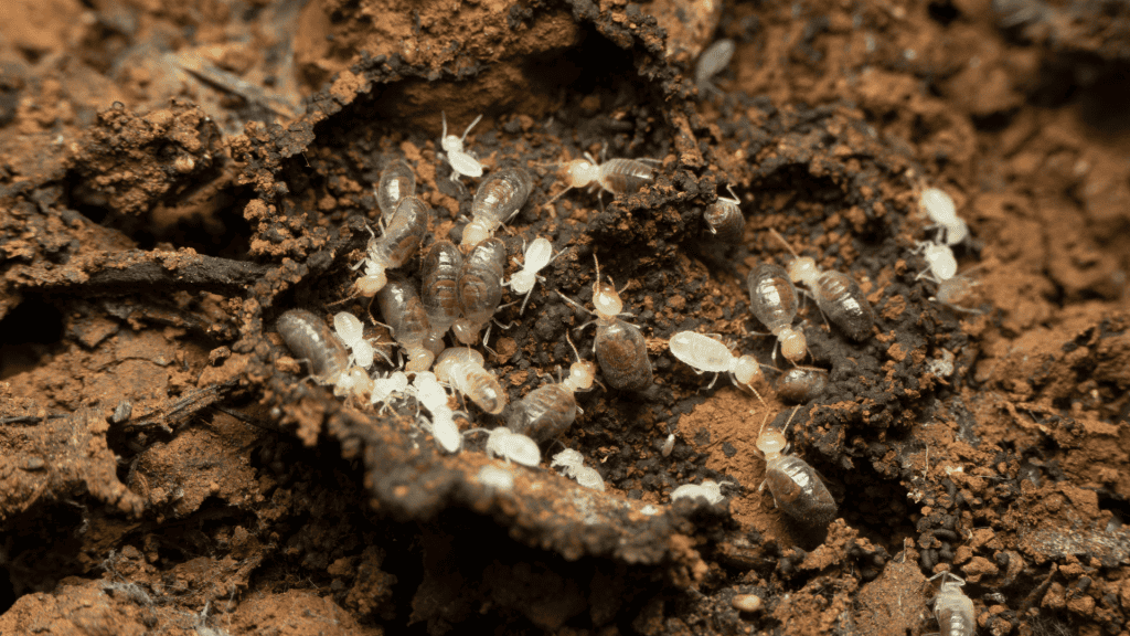 How long does it take termites to cause damage?