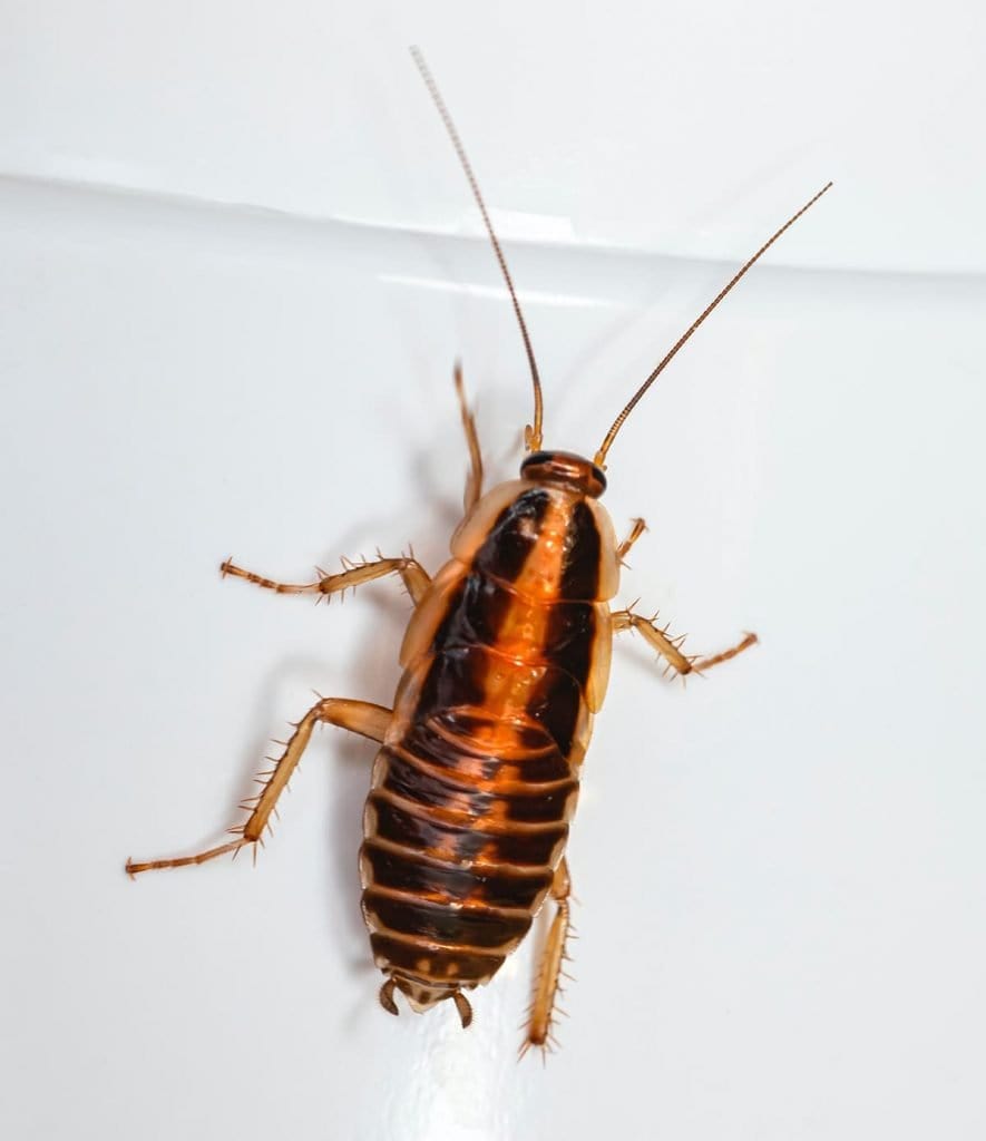 Cockroaches Accurate Termite