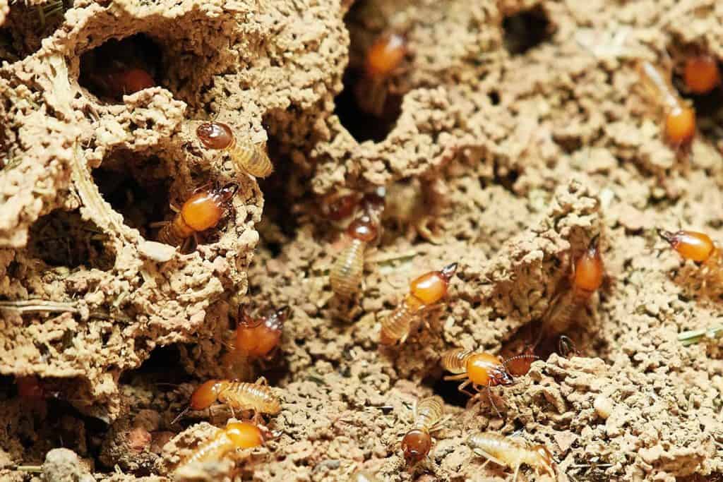 Termites Accurate Termite